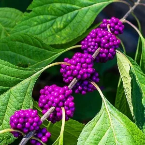 American Beautyberry (Callicarpa Americana) Bare Root Plant - 2 Pack - Image 3