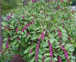 American Beautyberry (Callicarpa Americana) Bare Root Plant - 2 Pack - Image 4