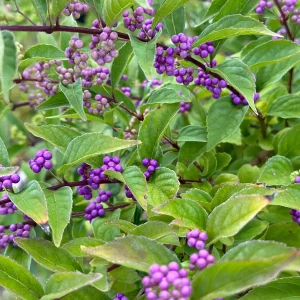 American Beautyberry (Callicarpa Americana) Bare Root Plant - 2 Pack - Image 5