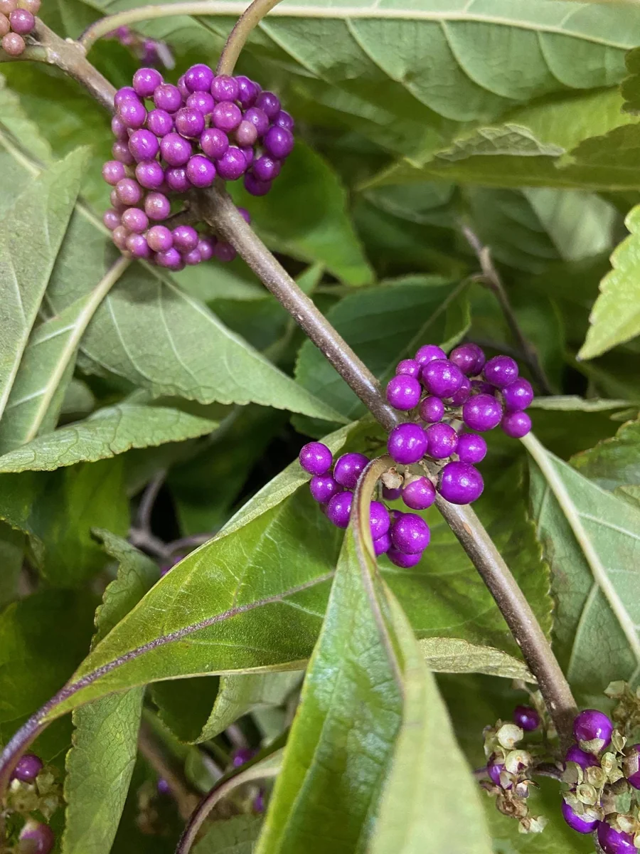 American Beautyberry (Callicarpa Americana) Bare Root Plant - 2 Pack - Image 1
