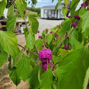 American Beautyberry Live Plant – Callicarpa Americana – 3 Pack – 2.5 inch Container - Image 1