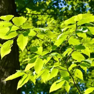 American Beech Live Plant – Native Shade Tree – 6-12 inches Tall – Quart Pot – Outdoor - Image 2