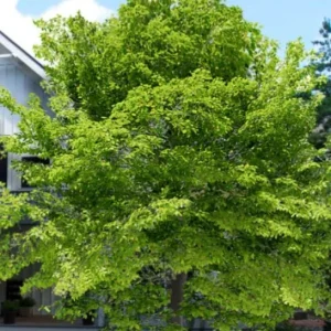 American Beech Live Plant – Native Shade Tree – 6-12 inches Tall – Quart Pot – Outdoor - Image 4