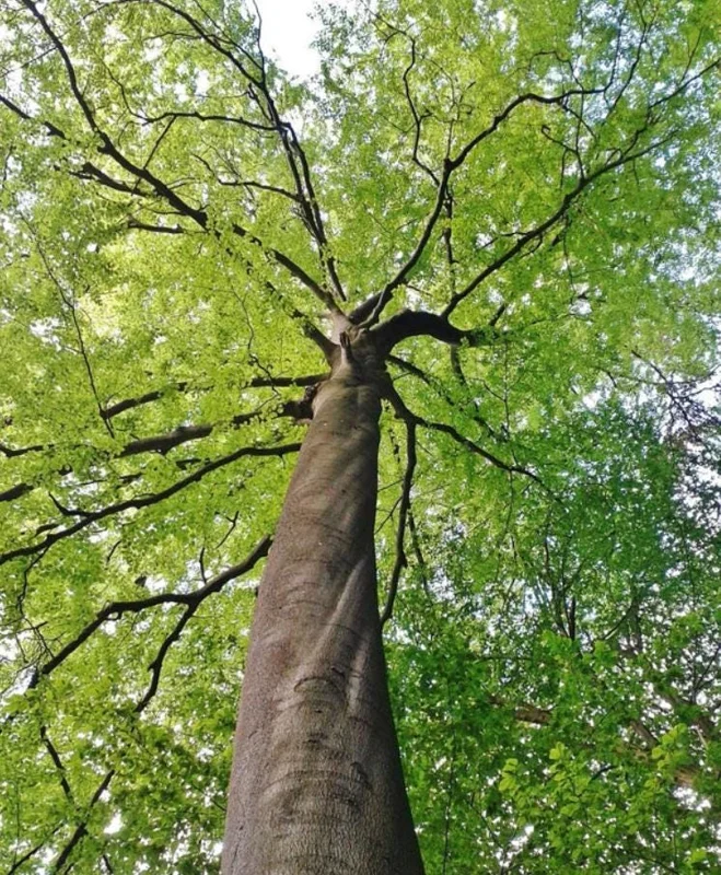 American Beech Live Plant - Quart Pot - Fagus grandifolia, Deciduous Tree - Image 2