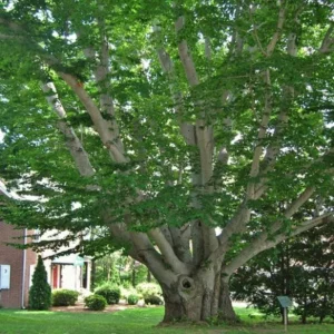 American Beech Live Plant - Quart Pot - Fagus grandifolia, Deciduous Tree - Image 3