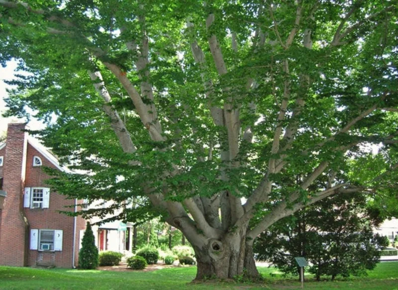 American Beech Live Plant - Quart Pot - Fagus grandifolia, Deciduous Tree - Image 3