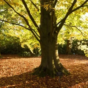 American Beech Live Plant - Quart Pot - Fagus grandifolia, Deciduous Tree - Image 4