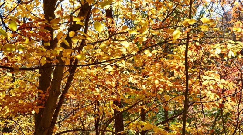 American Beech Live Plant - Quart Pot - Fagus grandifolia, Deciduous Tree - Image 5