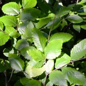 American Beech Live Plant - Quart Pot - Fagus grandifolia, Deciduous Tree - Image 7