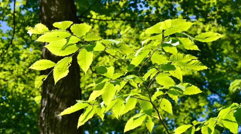 American Beech Live Plant - Quart Pot - Fagus grandifolia, Deciduous Tree - Image 8