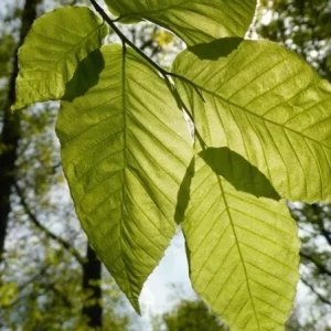 American Beech Live Plant - Quart Pot - Fagus grandifolia, Deciduous Tree - Image 1