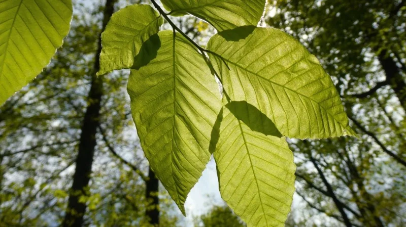 American Beech Live Plant - Quart Pot - Fagus grandifolia, Deciduous Tree - Image 1