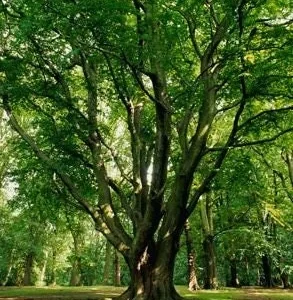 American Beech Live Tree – Fagus grandifolia – Quart Pot – Deciduous Shade Tree – Outdoor - Image 3