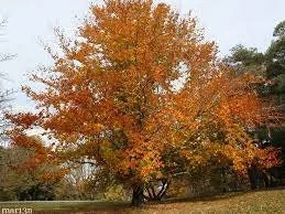 American Beech Live Tree – Fagus grandifolia – Quart Pot – Deciduous Shade Tree – Outdoor - Image 1
