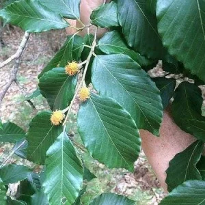 American Beech Tree Bare-root - Fagus Grandifolia - 2 Pack - Image 2