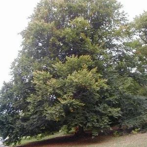 American Beech Tree Bare-root - Fagus Grandifolia - 2 Pack - Image 1