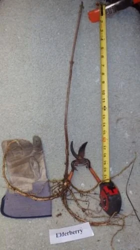 American Elderberry Bareroot Plant - Sambucus canadensis - Cold Hardy - 12-18 inches - Outdoor Shrub - Image 3