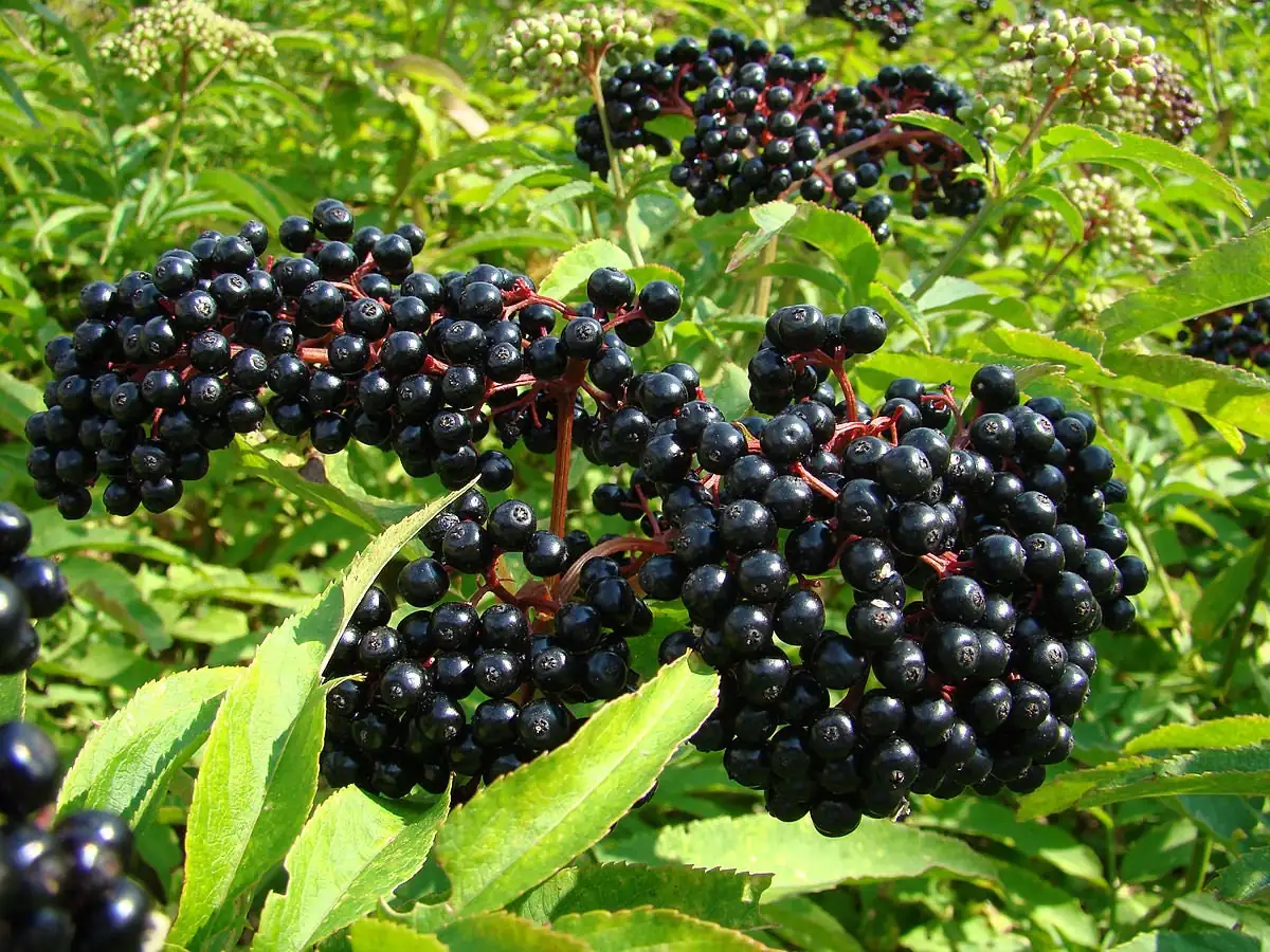 American Elderberry Bareroot Plant - Sambucus canadensis - Cold Hardy - 12-18 inches - Outdoor Shrub - Image 1