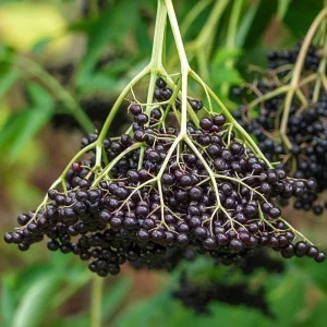 American Elderberry Live Plant - Sambucus Canadensis Shrub - 3.5'' Pot, 6-12'' Tall - Image 1