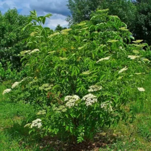 American Elderberry Live Plant - Sambucus canadensis - Bareroot - 12-18 inches - USDA Zones 3-9 - Image 2