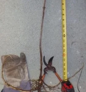 American Elderberry Live Plant - Sambucus canadensis - Bareroot - 12-18 inches - USDA Zones 3-9 - Image 3