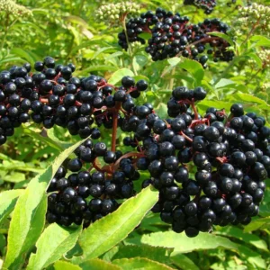 American Elderberry Live Plant - Sambucus canadensis - Bareroot - 12-18 inches - USDA Zones 3-9 - Image 1