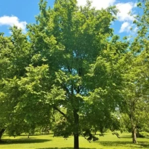 American Elm Bare Root Seedlings - 5 Pack, Ulmus americana, 12-18 inches Tall Outdoor Tree - Image 1