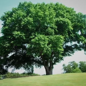 American Elm Live Plant - Ulmus americana Shade Tree - Quart Pot - Image 2