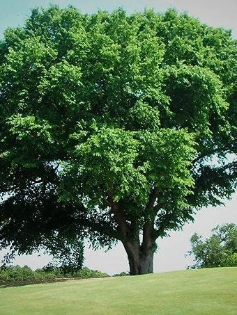 American Elm Tree 5 ft Bare-root Plant - Ulmus americana Shade Tree Outdoor - Image 3