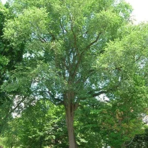 American Elm Tree 5 ft Bare-root Plant - Ulmus americana Shade Tree Outdoor - Image 4