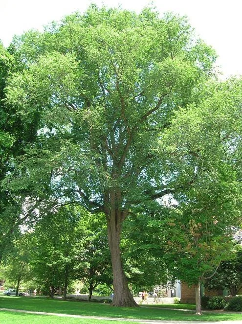 American Elm Tree 5 ft Bare-root Plant - Ulmus americana Shade Tree Outdoor - Image 4