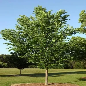 American Elm Tree 5 ft Bare-root Plant - Ulmus americana Shade Tree Outdoor - Image 5