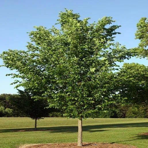 American Elm Tree 5 ft Bare-root Plant - Ulmus americana Shade Tree Outdoor - Image 5