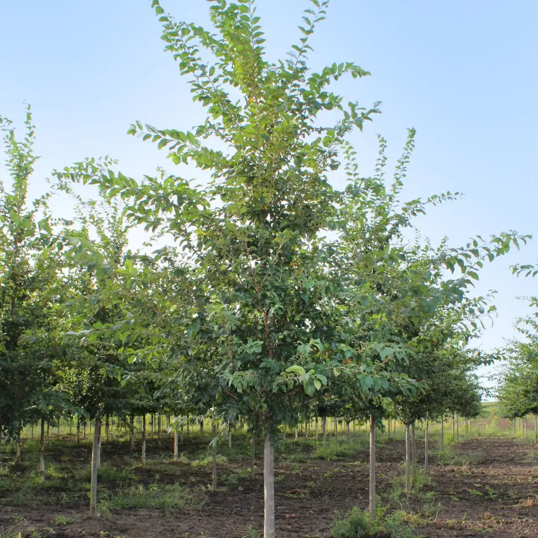 American Elm Tree 5 ft Bare-root Plant - Ulmus americana Shade Tree Outdoor - Image 6
