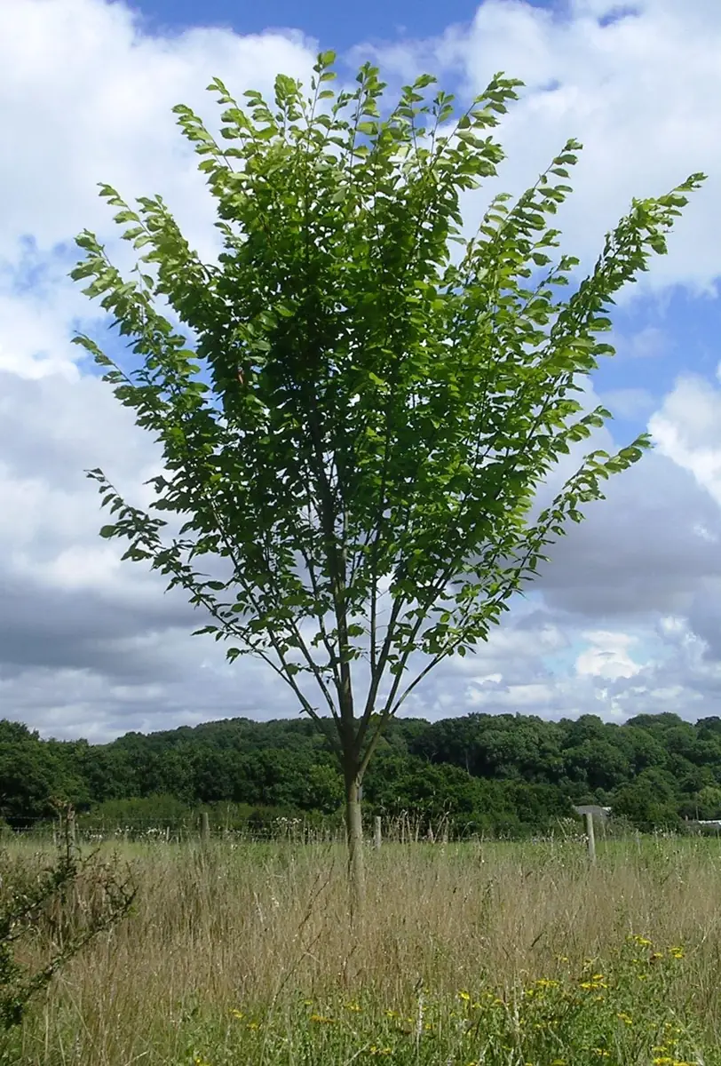 American Elm Tree 5 ft Bare-root Plant - Ulmus americana Shade Tree Outdoor - Image 1