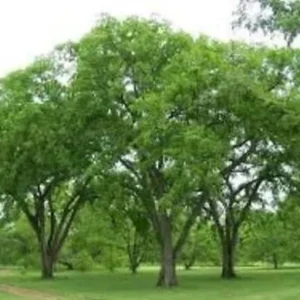 American Elm Tree Live Plant - Hardy Shade Tree (Two 4-12" Starter Plants) - Image 1