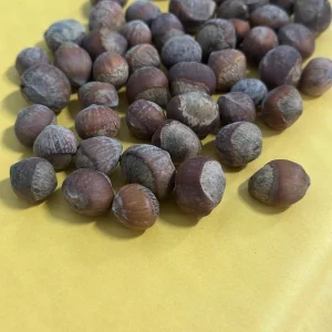 American Hazelnut Seeds - Corylus Avellana Fresh Nuts for Wildlife & Culinary Use - Image 1