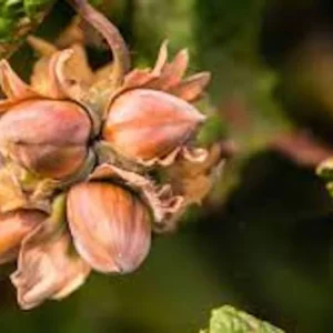 American Hazelnut Tree - 12-24in Tall Native Bare Root Plant - Image 1