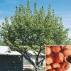 American Hazelnut Tree (Corylus Americana) – 5 Bareroot Plants – 6-12" Tall – Outdoor Edible Nut Tree - Image 1