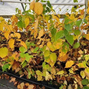 American Hazelnut Tree (Corylus Americana) – 5 Bareroot Plants – 6-12" Tall – Outdoor Edible Nut Tree - Image 2