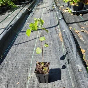 American Hazelnut Tree (Corylus Americana) Live Plant – 4-6 inch Bare Root - Image 2