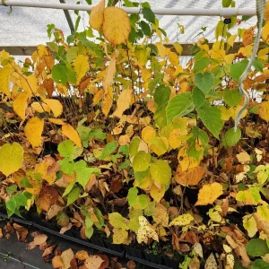 American Hazelnut Tree (Corylus Americana) Live Plant – 4-6 inch Bare Root - Image 3