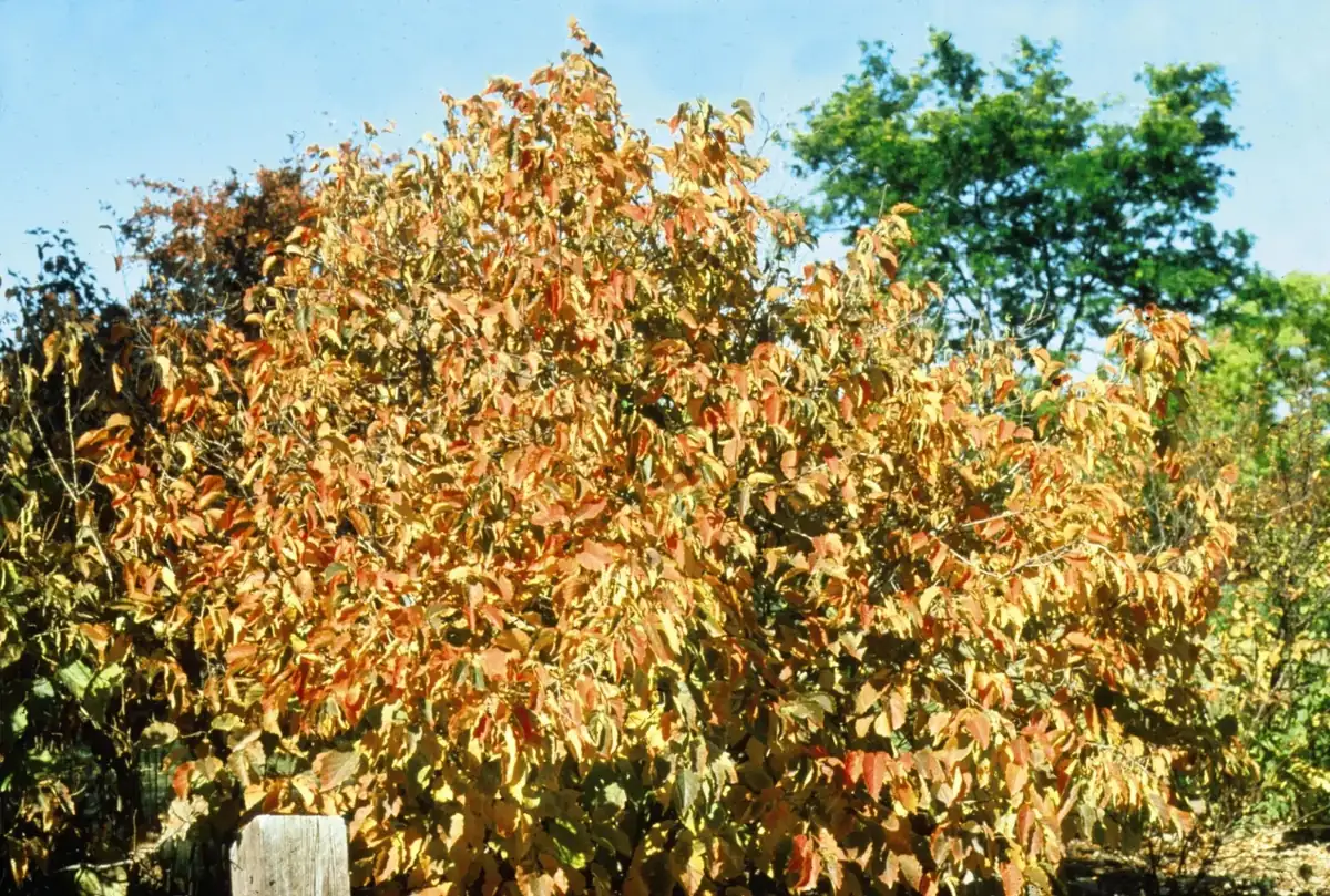 American Hazelnut Tree Seeds (Corylus americana) - 12+ Float Tested Seeds for Planting - Image 10