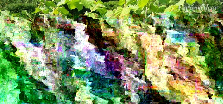 American Hazelnut Tree Seeds (Corylus americana) - 12+ Float Tested Seeds for Planting - Image 4