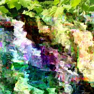 American Hazelnut Tree Seeds (Corylus americana) - 12+ Float Tested Seeds for Planting - Image 5