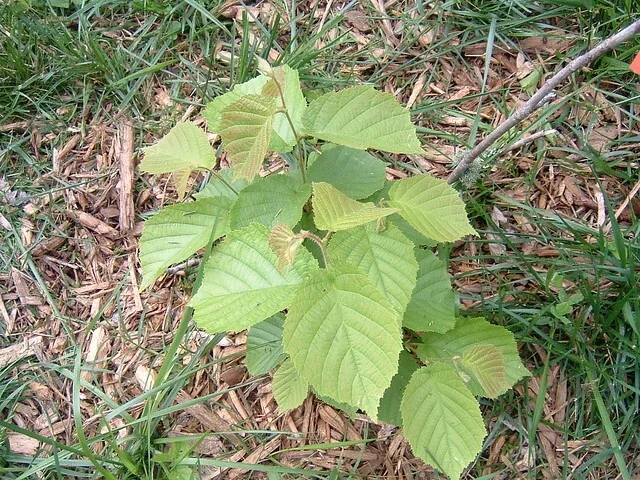 American Hazelnut Tree Seeds (Corylus americana) - 12+ Float Tested Seeds for Planting - Image 6