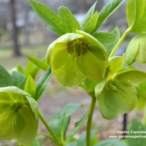 American Hazelnut Tree Seeds (Corylus americana) - 12+ Float Tested Seeds for Planting - Image 9