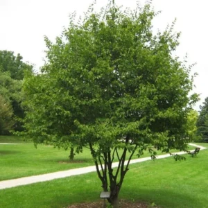American Hornbeam Bare Root Seedling, 1-2 ft Tall, 2 Pack, Outdoor Tree - Image 1