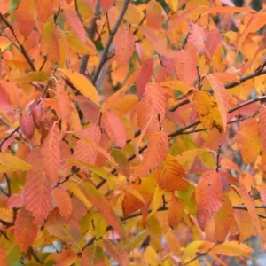 American Hornbeam Live Plant - 6-12" Tall - 1 Quart Pot - Carpinus caroliniana - Image 2