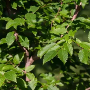 American Hornbeam Live Plant - 6-12